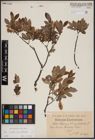 Foto von Salix aurita L. x Salix myrtilloides L.
